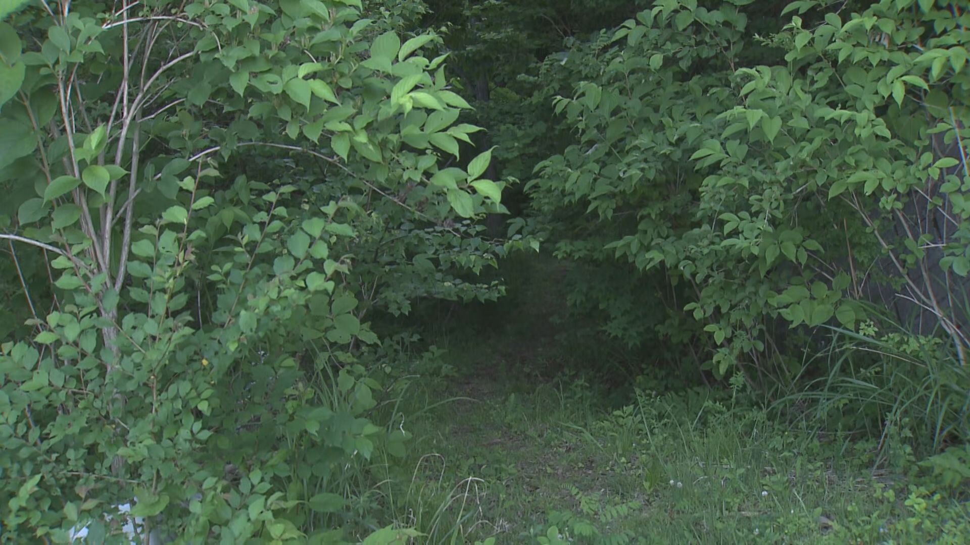 クマに襲われた可能性 長野県の山林で糸魚川市の会社員男性(58)遺体で発見  【長野・信濃町】