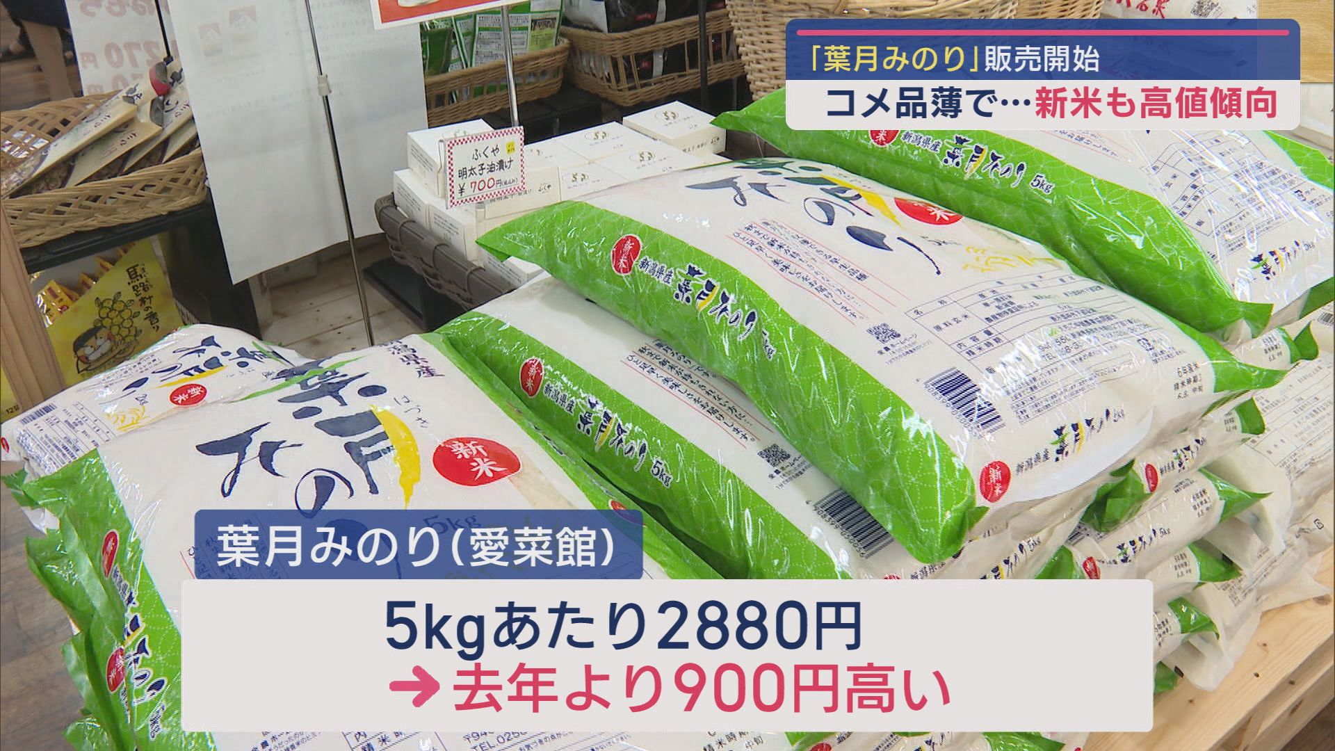 首都圏でコメ品薄－新潟の新米「葉月みのり」高値も売れ行き好調 お土産としても人気【新潟】