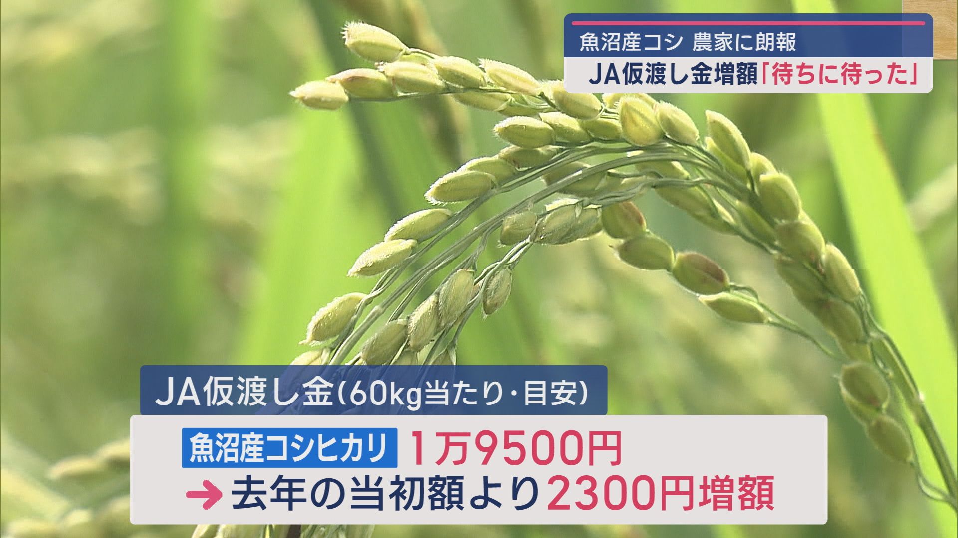 コメの価格高騰が農家に追い風－JAからの｢仮渡し金｣2300円引き上げへ【新潟･長岡市】