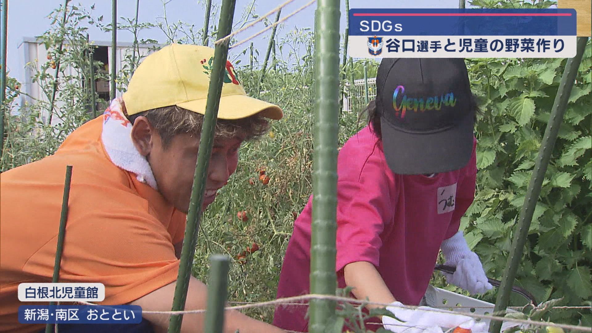 アルビ･谷口選手が小学生と共に育てた野菜を収穫－SDGsの取り組みとして地元へ提供【新潟】