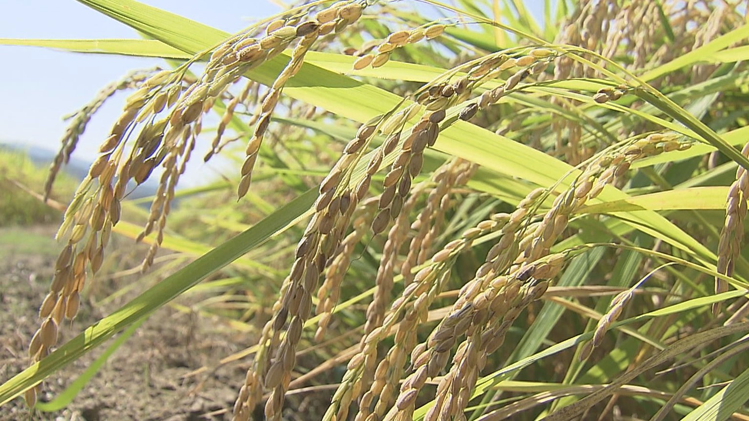 JAグループが県に要望書提出－来年度に向けたコメ生産安定求め【新潟】 2024年09月05日(木)