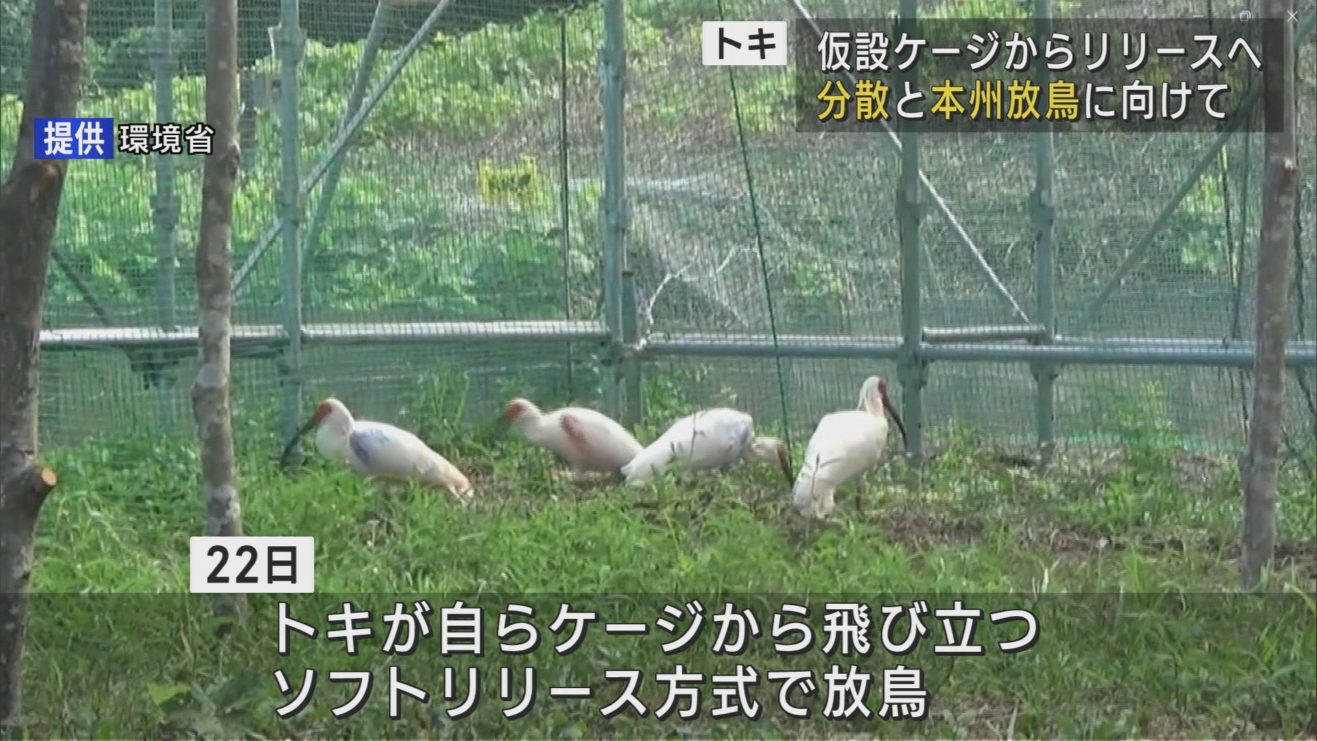 トキの仮設ケージ完成 ソフトリリース方式で自然復帰へ【新潟･佐渡市】 2024年09月06日(金)