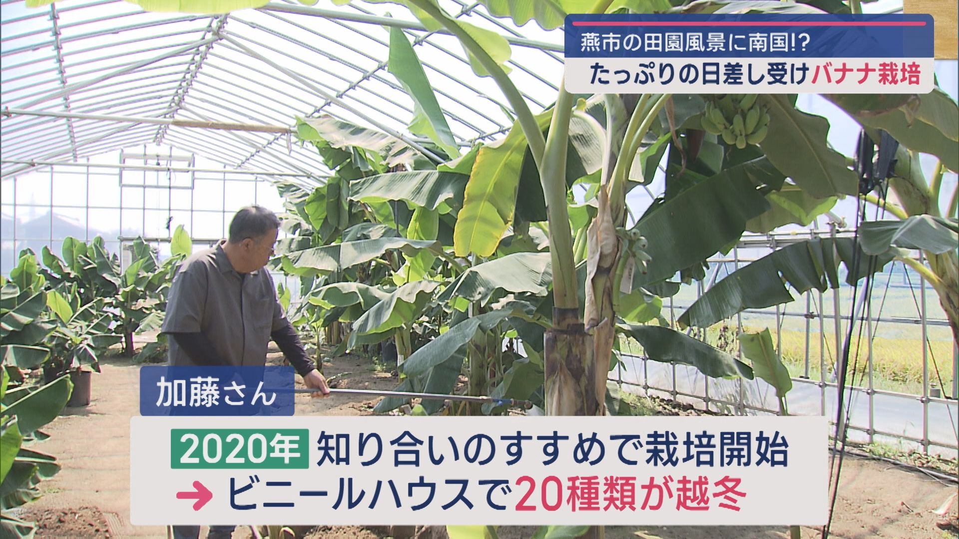 寒さに強い!?そんなバナナ！燕市で南国フルーツ〝バナナ〟を収穫【新潟･燕市】 2024年09月10日(火)