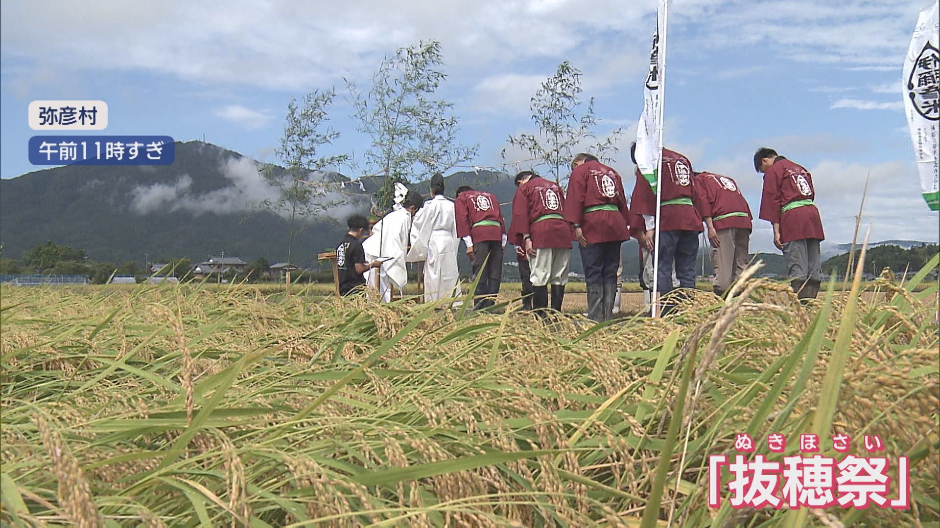 実りの秋に感謝する神事『抜穂祭』－ブランド米〝伊彌彦米〟を奉納【新潟･弥彦村】