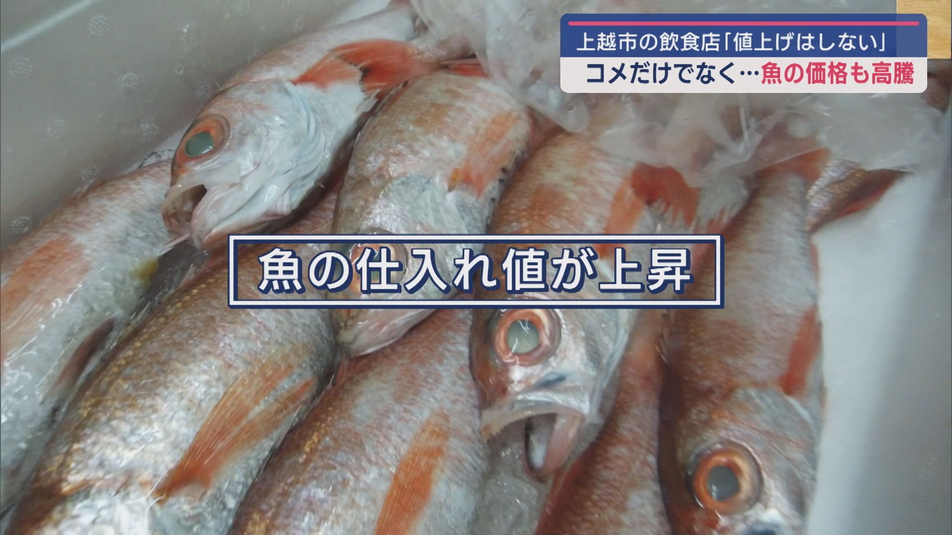 コメだけでなく･･･”魚”も価格高騰に 上越市の飲食店悲鳴も「値上げはしない」【新潟】