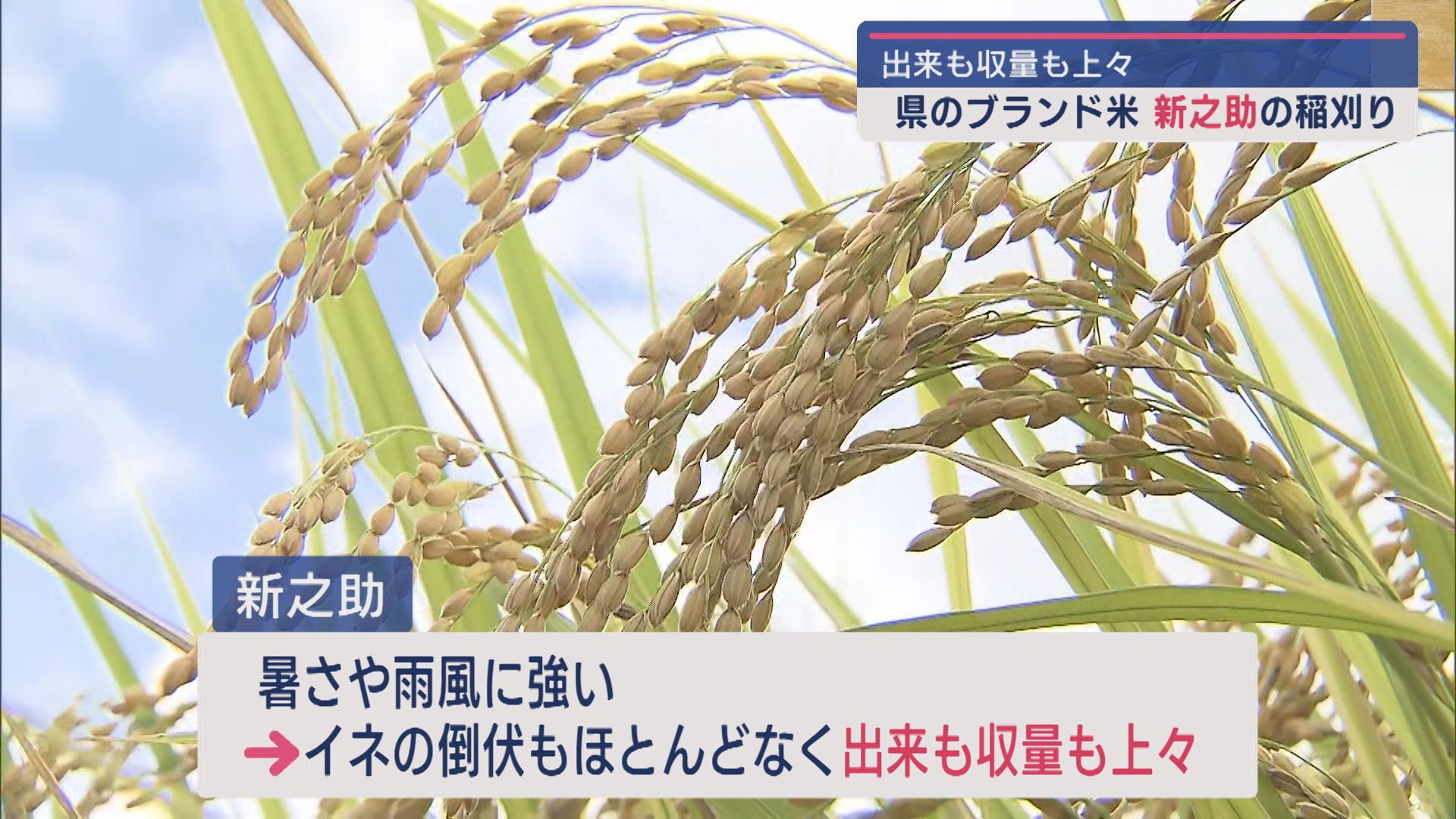 県のブランド米『新之助』稲刈り開始：猛暑に負けず出来･収量とも上々【新潟】