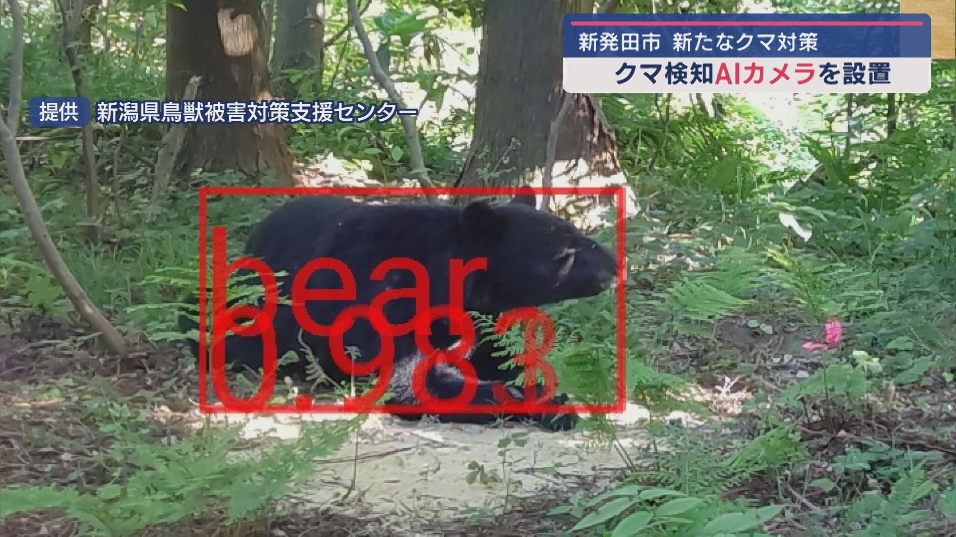 新発田市にAI搭載クマ検知カメラ設置、安全対策強化へ【新潟･新発田市】