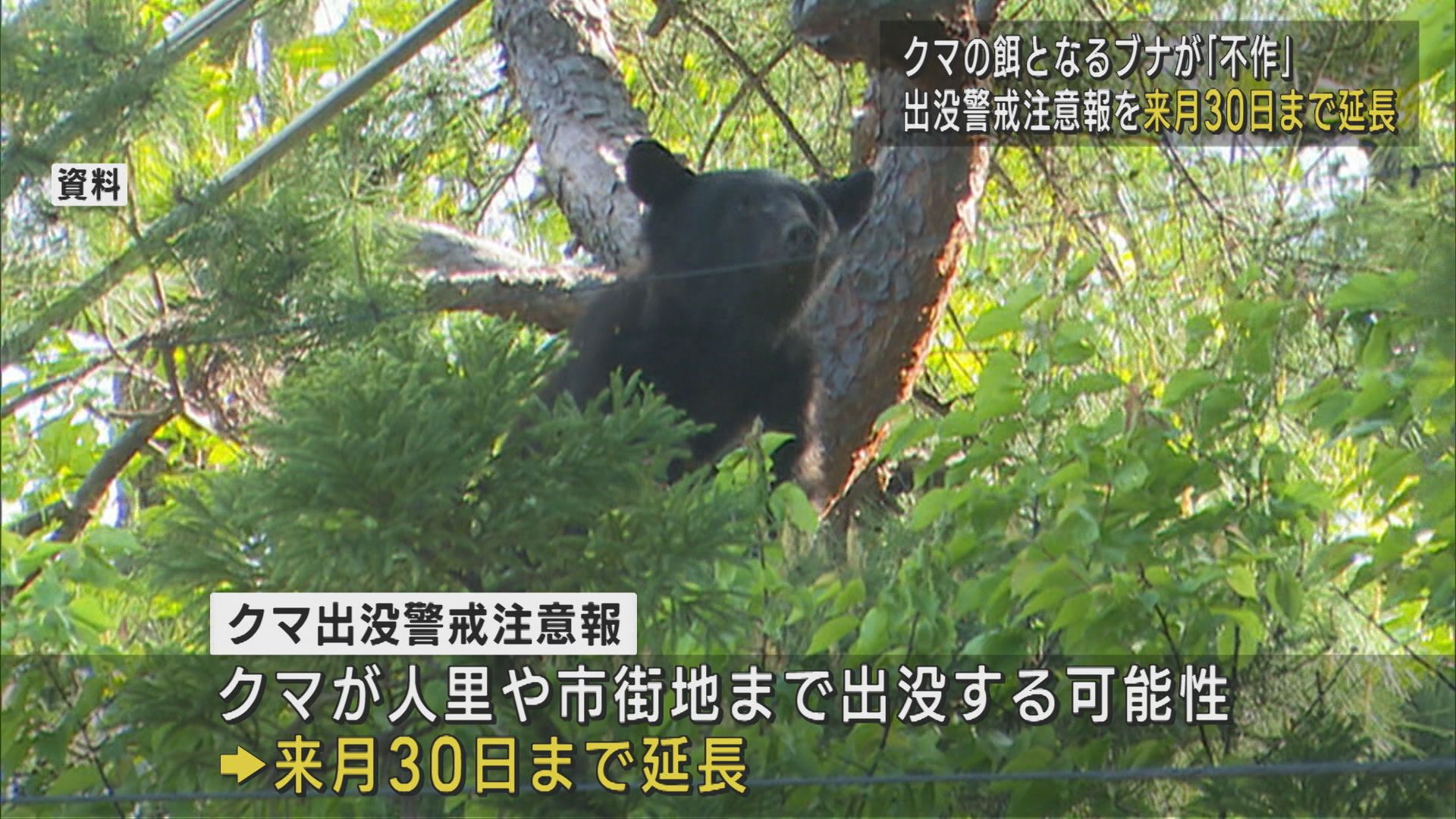 ブナの実が不作…「クマ出没警戒注意報」11月30日まで延長【新潟】