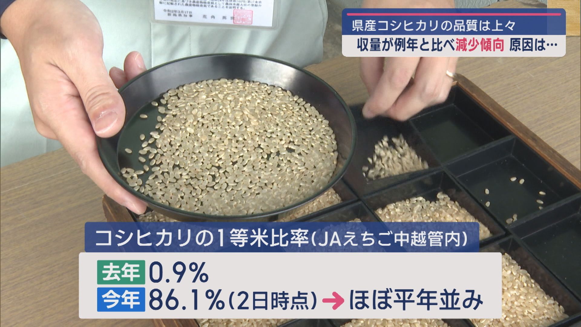 コシヒカリの1等米比率86.5%：品質は改善も収量が減少傾向に 原因は…【新潟】